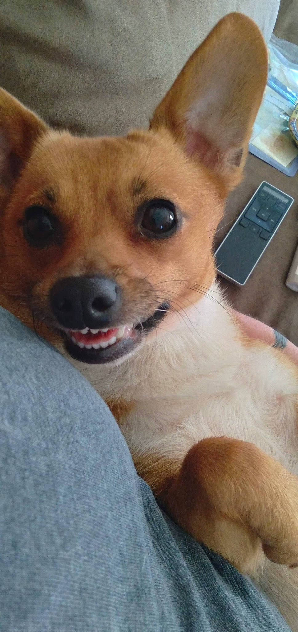 Lil-bit joined the competition — help win amazing prizes! carnivore, collar, companion_dog, corgi_chihuahua, dog, dog_breed, dog_supply, ear, fawn, fur, mobile_phone, paw, remote_control, snout, sporting_group, tableware, terrestrial_animal, toy_dog, whiskers, working_animal