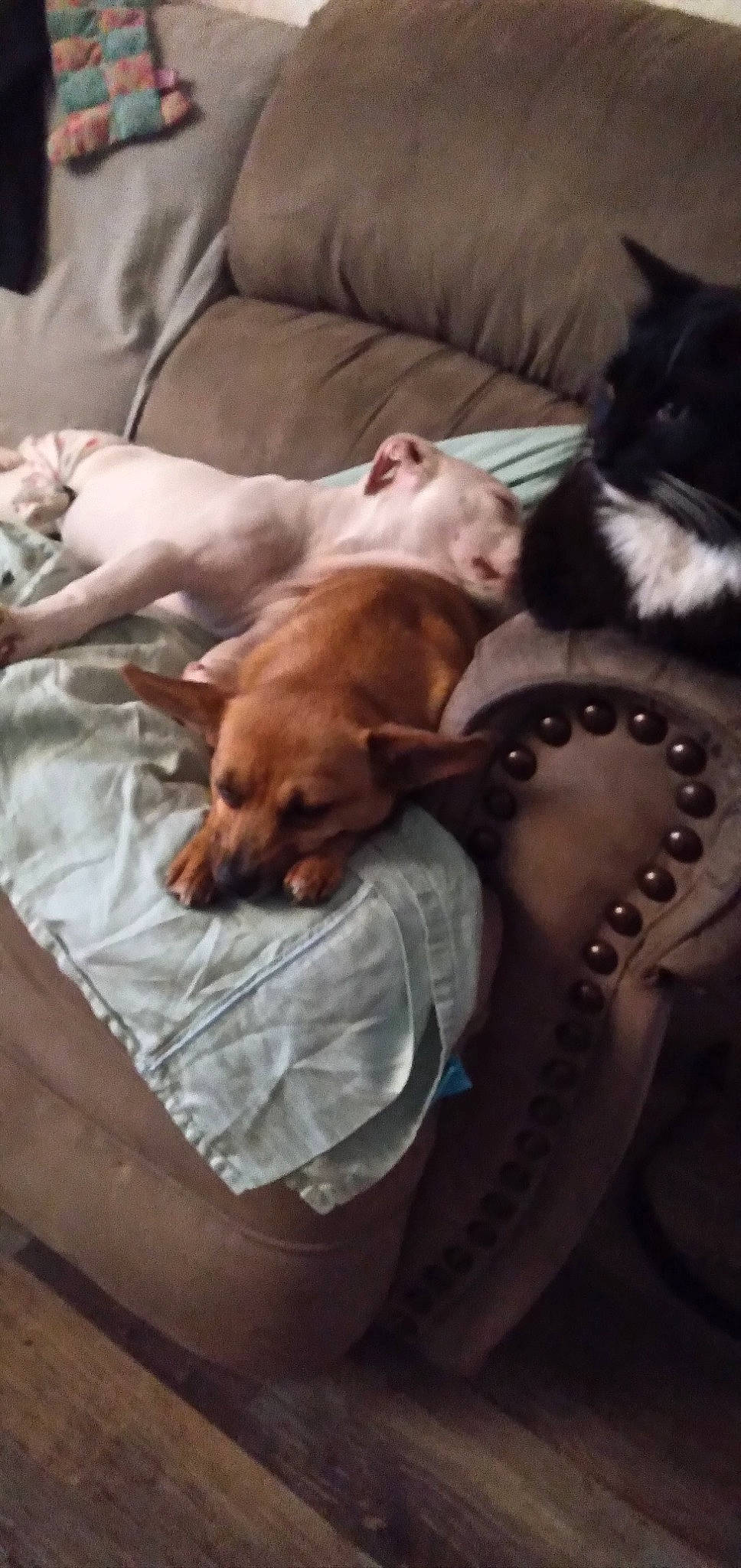 Lil-bit is registered to the contest to win money with this photo: canidae, carnivore, cat, comfort, companion_dog, dog, dog_breed, ear, fawn, felidae, fur, liver, mammal, small_to_medium_sized_cats, snout, sporting_group, tail, vertebrate, whiskers, working_animal