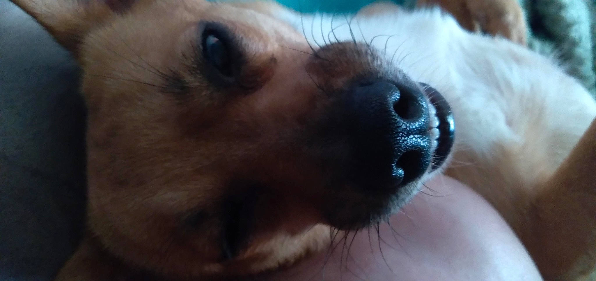 Lil-bit joined the competition — help win amazing prizes! canidae, carnivore, close_up, companion_dog, dog, dog_breed, ear, eyelash, fawn, fur, paw, photography, puppy, snout, sporting_group, terrestrial_animal, whiskers, working_animal