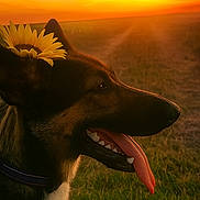 Violette a rejoint le concours — aidez-le/la à gagner de superbes lots ! dog, sunflower, sunset, grass, outdoor, animal, nature, field, canine, tongue_out, flower, scenic, sunlight, pet, happy, profile, warm_light, collar, muzzle, peaceful