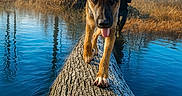 Violette a rejoint le concours — aidez-le/la à gagner de superbes lots ! dog, puppy, animal, outdoor, nature, water, tree_trunk, forest, blue_sky, reflection, person, tongue_out, playful, ears, walking, sunlight, daytime, calm, adventure, wildlife