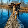 dog, puppy, animal, outdoor, nature, water, tree_trunk, forest, blue_sky, reflection, person, tongue_out, playful, ears, walking, sunlight, daytime, calm, adventure, wildlife