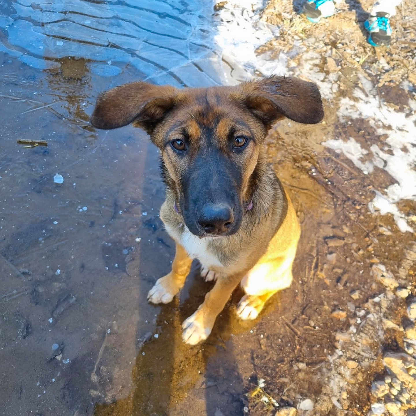 Violette a rejoint le concours — aidez-le/la à gagner de superbes lots ! dog, muddy_ground, ice, water, outdoor, animal, ears, brown_fur, rocks, shadow, person_legs, shoes, blue_shoelaces, curious, sitting, nature, daylight, puddle, earth, canine