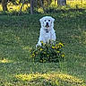 animal, bush, canine, collar, daylight, dog, fence, field, flora, garden, grass, greenery, nature, outdoor, park, pet, sunlight, tree, white_dog, yellow_flowers