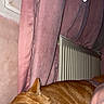 Mya a rejoint le concours — aidez-le/la à gagner de superbes lots ! cat, orange_tabby, sleeping, pet, indoor, blanket, pink, curtain, radiator, cozy, resting, fur, cute, domestic_cat, animal, relaxation, warm, soft_texture, feline, home