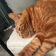 Mya a rejoint le concours — aidez-le/la à gagner de superbes lots ! cat, ginger_cat, sleeping, relaxed, pet, indoor, feline, fur, paw, pink_paw_pads, leather_couch, couch, resting, close_up, animal, domestic_cat, cozy, home, furniture, quiet