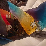 Käe a rejoint le concours — aidez-le/la à gagner de superbes lots ! bag, bed, blanket, cat, close_up, colorful, cozy, domestic, ear, eye, fabric, hiding, indoor, pattern, peek, pet, playful, tabby, textile, whiskers