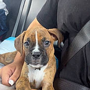 Belle joined the competition — help win amazing prizes! puppy, dog, brindle, car_interior, seatbelt, person, black_shirt, lap, paw, closeup, young_dog, sitting, pet, cute, indoor, resting, animal, front_seat, human_hand, nail_polish