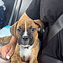 puppy, dog, brindle, car_interior, seatbelt, person, black_shirt, lap, paw, closeup, young_dog, sitting, pet, cute, indoor, resting, animal, front_seat, human_hand, nail_polish