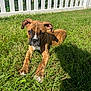 animal, brick_wall, brindle, canine, cute, daylight, dog, ears, fence, grass, lawn, lying_down, outdoor, paw, pet, puppy, shadow, sunlight, white_fence, young_dog