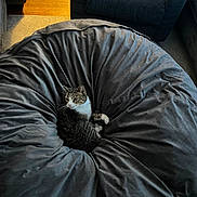 Ella joined the competition — help win amazing prizes! animal, bean_bag, carpet, cat, chair, comfort, cozy, furniture, gray, home, indoor, living_room, pet, plush, relaxed, sitting, striped, tabby_cat, white_paws, wood_floor