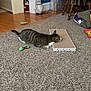 cat, tabby_cat, carpet, scratching_pad, toy, green_toy, wooden_floor, chair, holiday_wrapping_paper, decorations, blue_wall, plush_toy, furniture, indoor, pet, curious, playing, cozy_room, floor, relaxed
