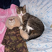Ella joined the competition — help win amazing prizes! cat, tabby_cat, stuffed_toy, teddy_bear, camouflage_clothes, bed, blanket, pink_blanket, blue_bed_sheet, indoor, sleeping_cat, cozy, feline, plush_toy, animal, pet, resting, soft_furniture, home, cute