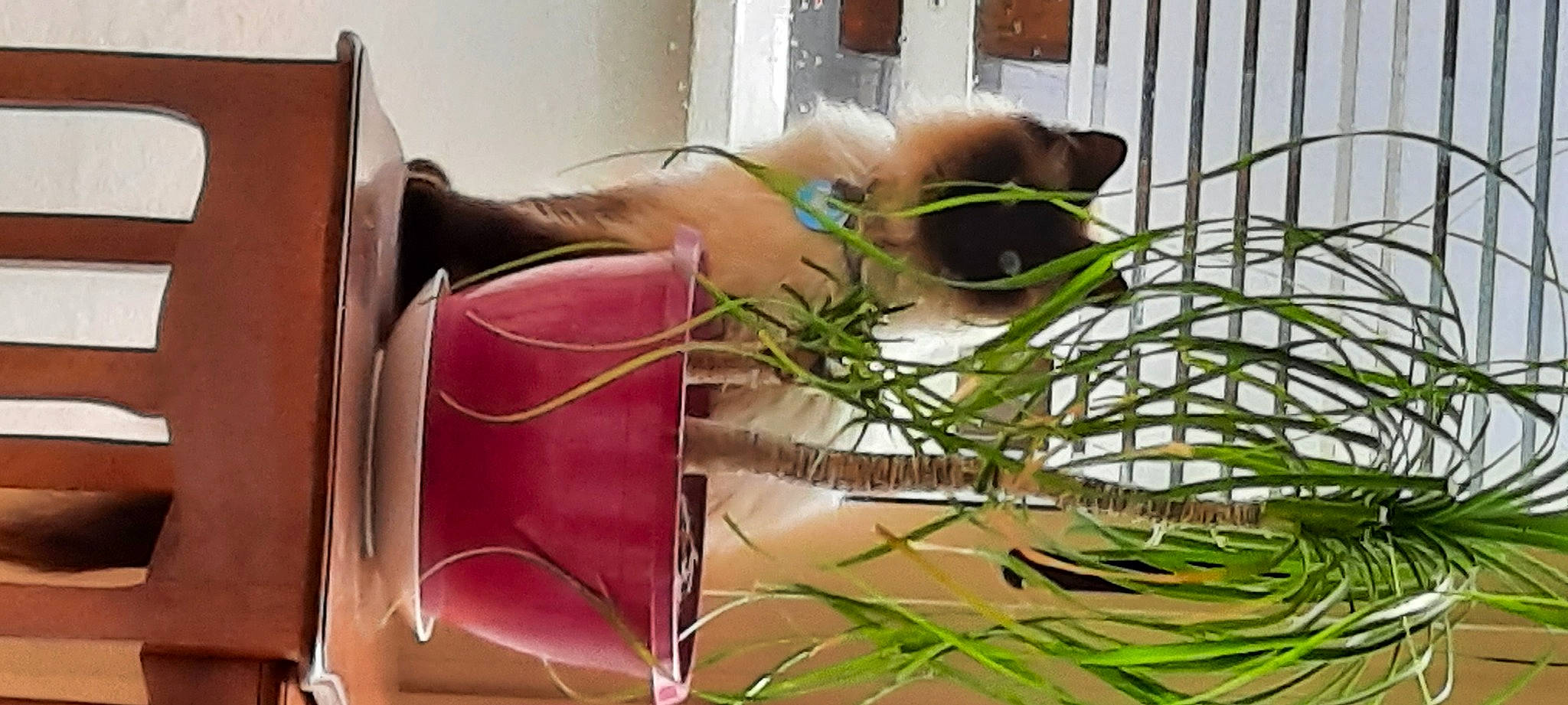 Saphir a rejoint le concours — aidez-le/la à gagner de superbes lots ! cage, comfort, couch, event, fawn, felidae, flooring, fur, grass, herb, linens, magenta, pet_supply, plant, rectangle, whiskers, wood