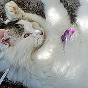 Loulou a rejoint le concours — aidez-le/la à gagner de superbes lots ! cat, fluffy, white_fur, tabby, petal, purple_flower, outdoor, ground, relaxed, animal, whiskers, ears, paw, nature, sunlight, shadow, closeup, fur, pet, lying_down