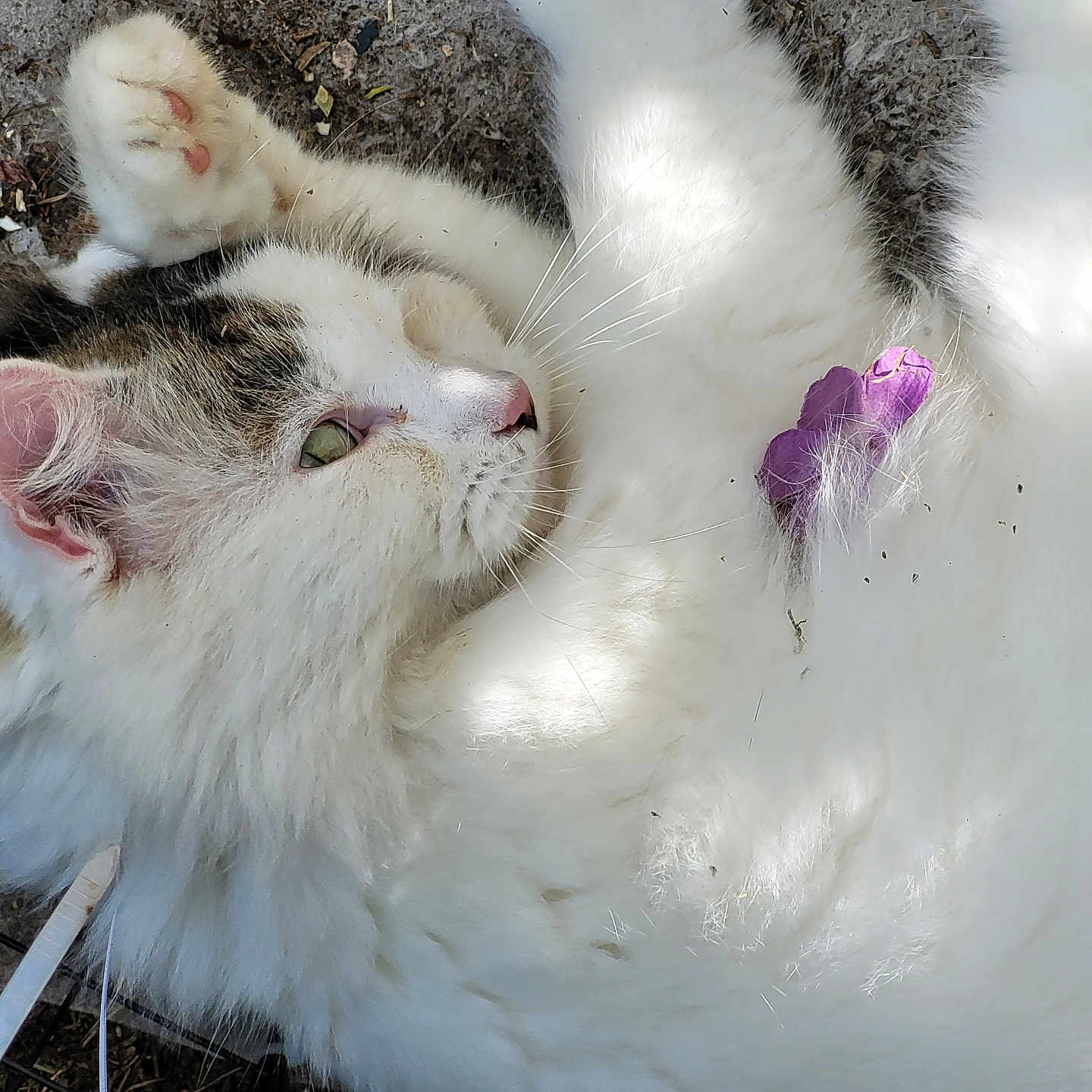 Loulou a rejoint le concours — aidez-le/la à gagner de superbes lots ! animal, cat, closeup, ears, fluffy, fur, ground, lying_down, nature, outdoor, paw, pet, petal, purple_flower, relaxed, shadow, sunlight, tabby, whiskers, white_fur
