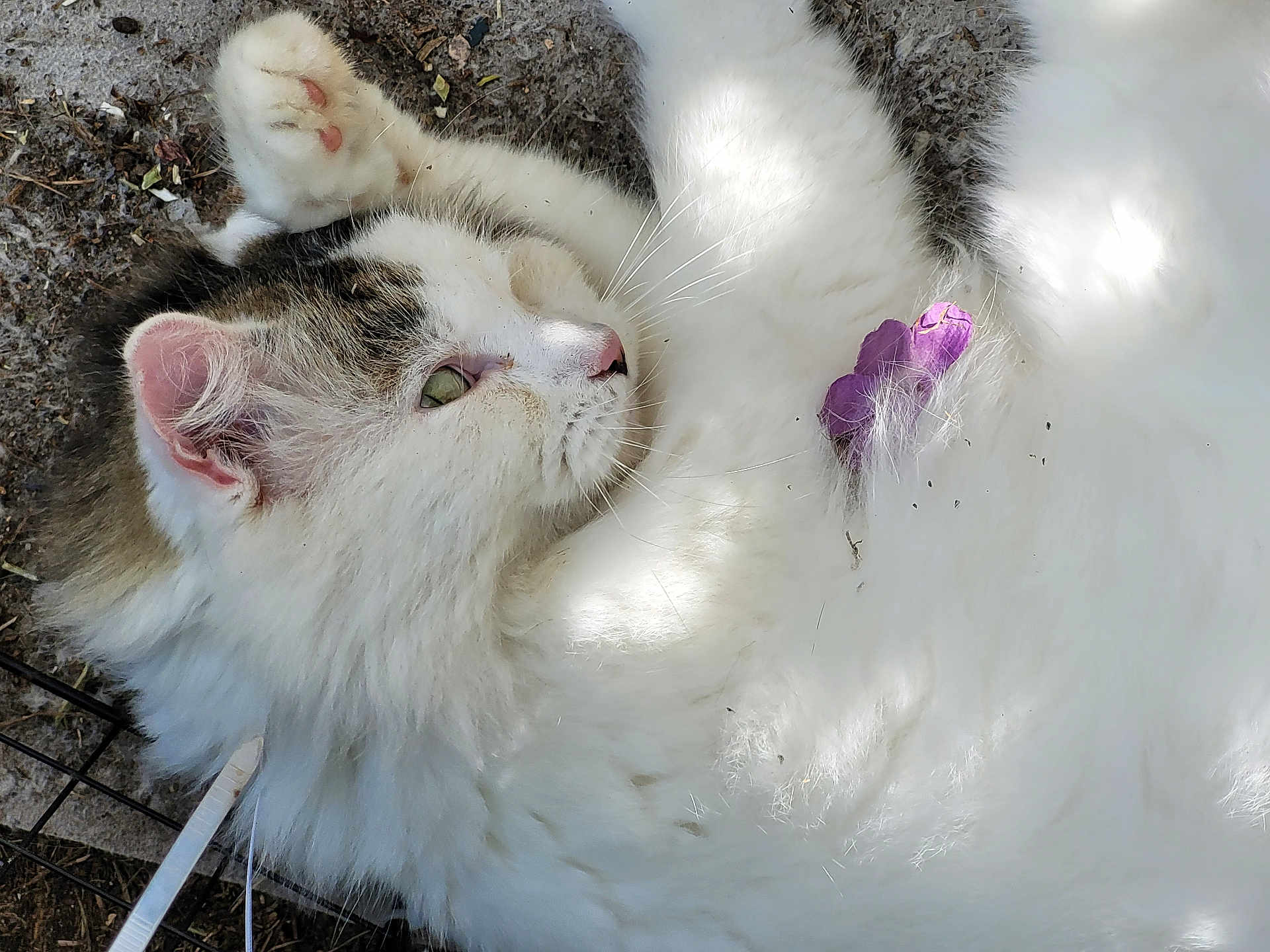 Loulou a rejoint le concours — aidez-le/la à gagner de superbes lots ! cat, fluffy, white_fur, tabby, petal, purple_flower, outdoor, ground, relaxed, animal, whiskers, ears, paw, nature, sunlight, shadow, closeup, fur, pet, lying_down
