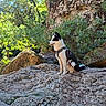 Baloo a rejoint le concours — aidez-le/la à gagner de superbes lots ! dog, black_and_white_dog, sitting, outdoors, rocky_terrain, mountain, cliff, nature, hiking, adventure, leash, harness, pet, canine, fur, pointed_ears, profile, sunlight, forest, scenic