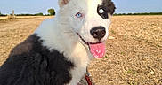 Baloo participe au concours pour gagner de l'argent avec cette photo : puppy, dog, black_and_white, heterochromia, blue_eye, brown_eye, tongue_out, smiling, sitting, leash, red_leash, outdoor, field, farmland, harvested_field, blue_sky, sunlight, animal_portrait, fluffy_fur, playful