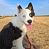 puppy, dog, black_and_white, heterochromia, blue_eye, brown_eye, tongue_out, smiling, sitting, leash, red_leash, outdoor, field, farmland, harvested_field, blue_sky, sunlight, animal_portrait, fluffy_fur, playful