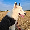 Baloo a rejoint le concours — aidez-le/la à gagner de superbes lots ! dog, puppy, black_and_white, fluffy, sitting, outdoor, field, farmland, blue_sky, sunny, animal, pet, leash, red_leash, pointed_ears, blue_eyes, open_mouth, tongue, portrait, rural_landscape
