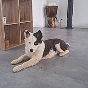 Baloo participe au concours pour gagner de l'argent avec cette photo : puppy, dog, black_and_white, fluffy, lying_down, indoors, tile_floor, home, shelf, furniture, drum, fan, decor, portrait, pet, animal, blue_eyes, pointed_ears, relaxed, living_room