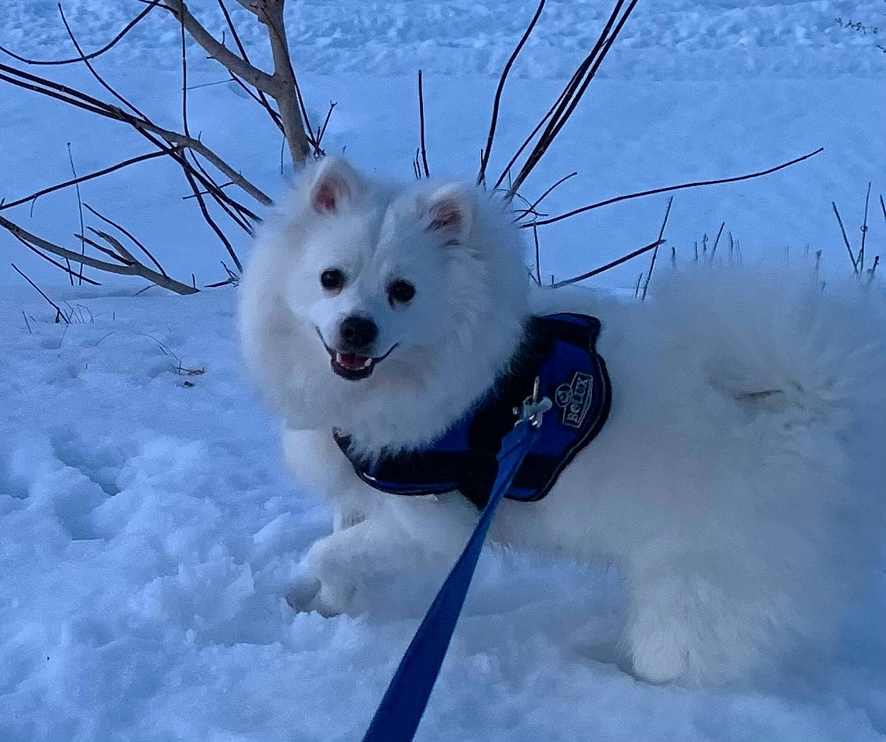 Diego joined the competition — help win amazing prizes! arctic, canis, carnivore, companion_dog, dog, dog_breed, electric_blue, freezing, fur, ice_cap, indian_spitz, polar_ice_cap, recreation, slope, snow, spitz, sporting_group, volpino_italiano, winter, working_dog
