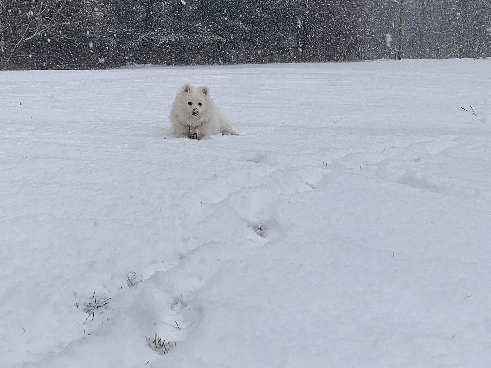 Diego is registered to the contest to win money with this photo: bear, canidae, carnivore, dog_breed, event, freezing, frost, glacial_landform, ice_cap, landscape, mammal, polar_bear, polar_ice_cap, sky, slope, snow, sporting_group, terrestrial_animal, tree, winter