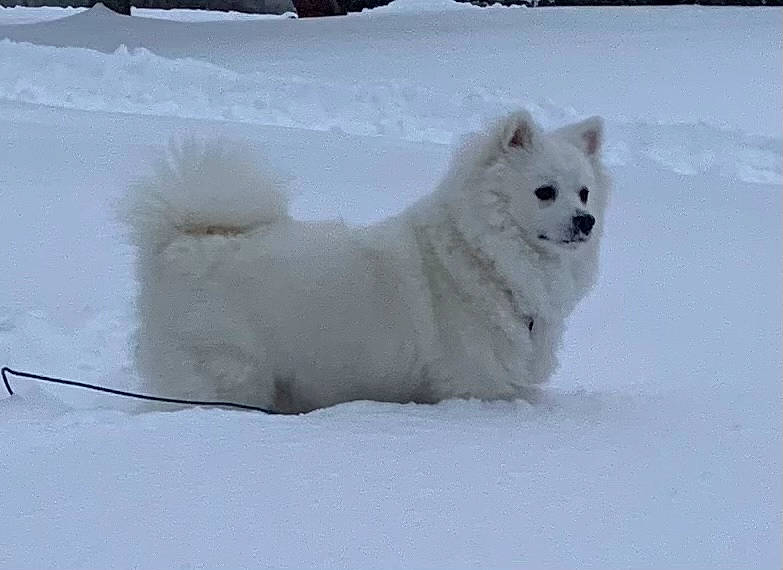 Diego joined the competition — help win amazing prizes! arctic_fox, canidae, carnivore, companion_dog, dog, dog_breed, freezing, fur, german_spitz_klein, ice_cap, non_sporting_group, polar_ice_cap, snow, sporting_group, terrestrial_animal, volpino_italiano, wildlife, winter, working_animal, working_dog