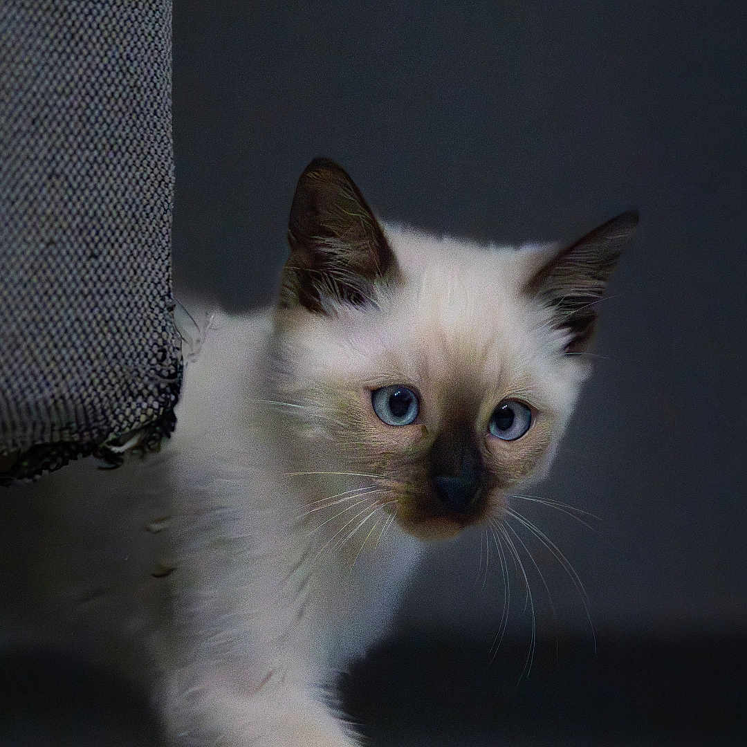 Nala a rejoint le concours — aidez-le/la à gagner de superbes lots ! abyssinian, angora, animal, cat, kitten, manx, pet, siamese