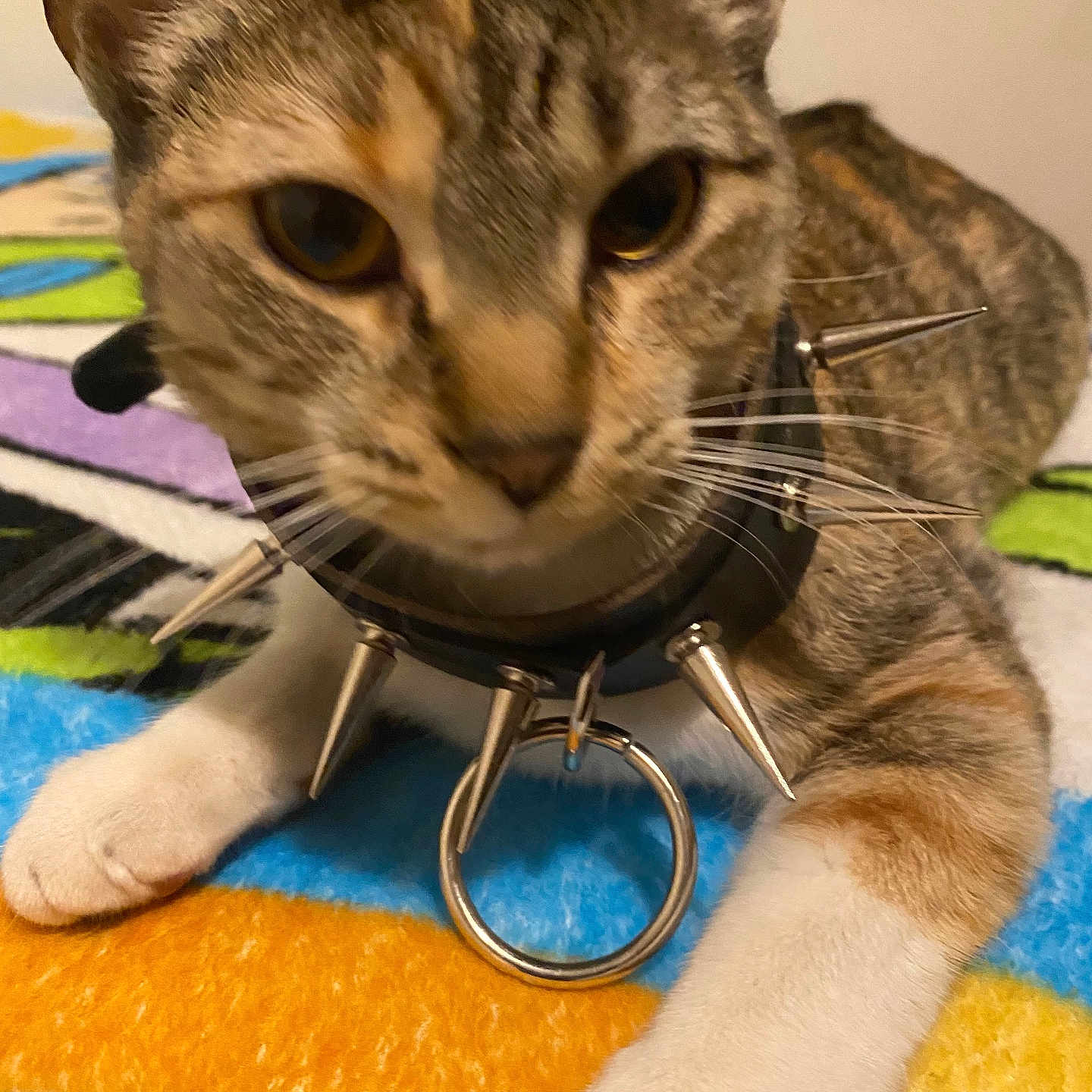 Noodles joined the competition — help win amazing prizes! abyssinian, animal, cat, doctor, face, head, kitten, machine, manx, person, pet, photography, portrait, screw, stethoscope, veterinarian