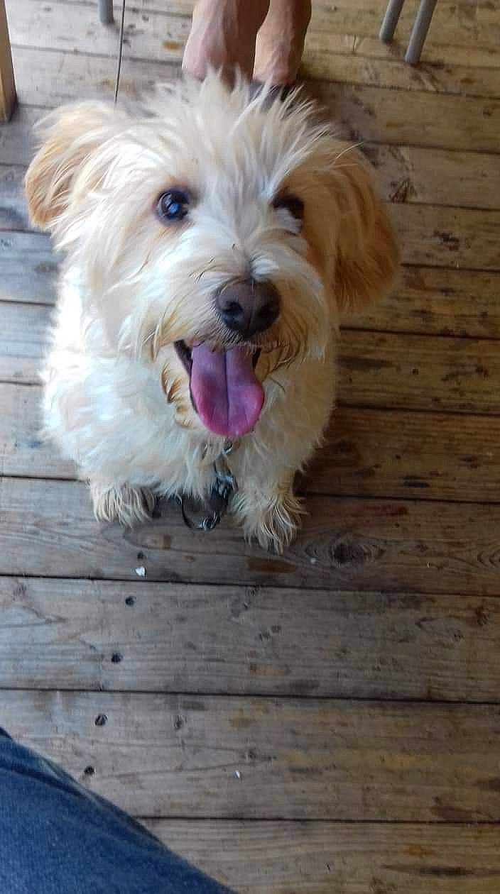 Jipsy participe au concours pour gagner de l'argent avec cette photo : canidae, carnivore, companion_dog, dog, dog_breed, flooring, fur, hardwood, labradoodle, liver, maltepoo, shih_poo, small_terrier, snout, sporting_group, terrier, toy_dog, water_dog, wood, working_animal