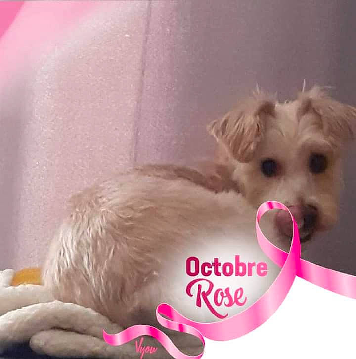 Jipsy a rejoint le concours — aidez-le/la à gagner de superbes lots ! canidae, carnivore, collar, companion_dog, dog, dog_breed, dog_supply, fawn, font, fur, liver, paw, pet_supply, photo_caption, pink, small_terrier, tail, toy, toy_dog, working_animal