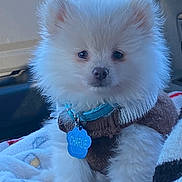 Charlie joined the competition — help win amazing prizes! pomeranian, puppy, dog, fluffy, white_fur, collar, name_tag, blue_tag, sweater, blanket, car_interior, vehicle_seat, closeup, portrait, pet, animal, cute, small_breed, whiskers, fur
