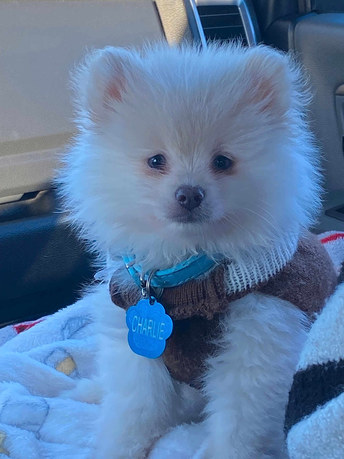 Charlie joined the competition — help win amazing prizes! pomeranian, puppy, dog, fluffy, white_fur, collar, name_tag, blue_tag, sweater, blanket, car_interior, vehicle_seat, closeup, portrait, pet, animal, cute, small_breed, whiskers, fur