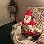 Early is registered to the contest to win money with this photo: dog, sweater, blanket, chair, floral_pattern, inflatable_santa, christmas_tree, plant_pot, figurine, carpet, indoor, holiday, decor, pet, cozy, furniture, living_room, red, green, festive