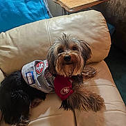 Early joined the competition — help win amazing prizes! dog, pet, couch, leather, blanket, table, digital_clock, indoor, fur, animal, curious, relaxed, clothing, sports_jersey, san_francisco_49ers, home, living_room, furniture, cute, companion