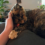 Peanut Butter joined the competition — help win amazing prizes! cat, tortoiseshell_cat, pet, hand, couch, cozy, indoor, sleeping, paws, whiskers, fur, domestic_cat, relaxed, owner, human_hand, close_up, portrait, furniture, houseplant, sunlight