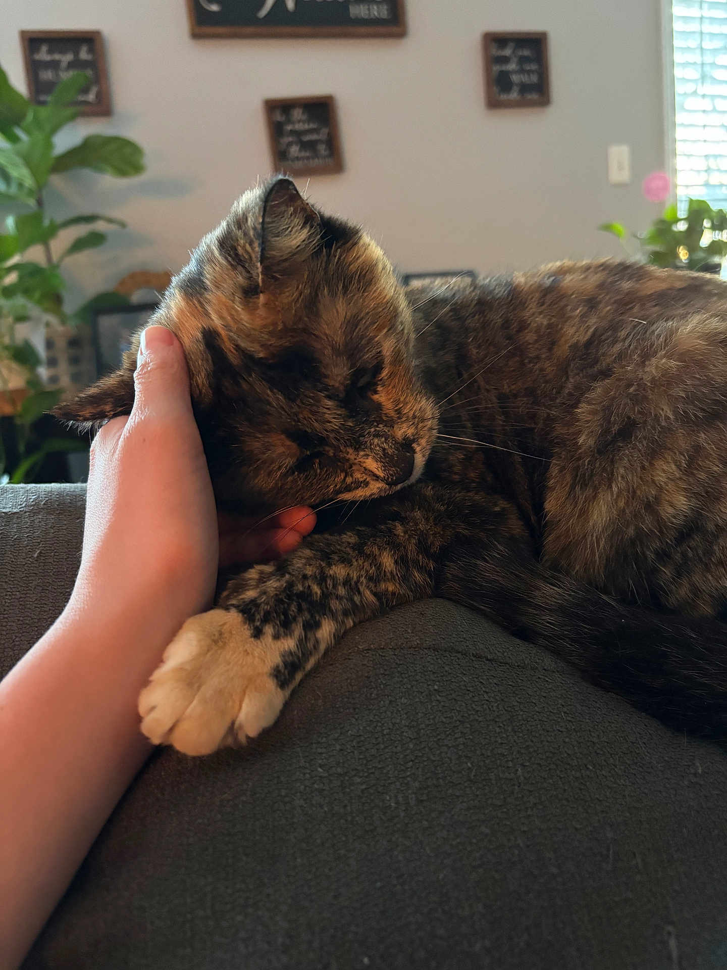 Peanut Butter joined the competition — help win amazing prizes! cat, tortoiseshell_cat, pet, hand, couch, cozy, indoor, sleeping, paws, whiskers, fur, domestic_cat, relaxed, owner, human_hand, close_up, portrait, furniture, houseplant, sunlight