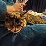 Peanut Butter joined the competition — help win amazing prizes! cat, tortoiseshell_cat, pet, sleeping, blanket, lap, human_hand, couch, indoor, cozy, home, fur, whiskers, portrait, pet_owner, relaxed, evening, soft_texture, furniture, blanket_fold