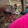 Coco joined the competition — help win amazing prizes! kitten, cat, siamese, indoor, rug, patterned_rug, table_leg, metal_leg, paw, big_eyes, pet, curious, sitting, floor, cozy, pink_blanket, hand, home, portrait, carpet