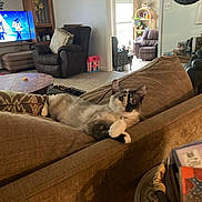 Coco is registered to the contest to win money with this photo: cat, couch, sofa, living_room, pillow, television, cartoon_show, armchair, coffee_table, toy, lamp, window, bookcase, throw_pillow, pet, home_interior, relaxed, curiosity, houseplant, carpet