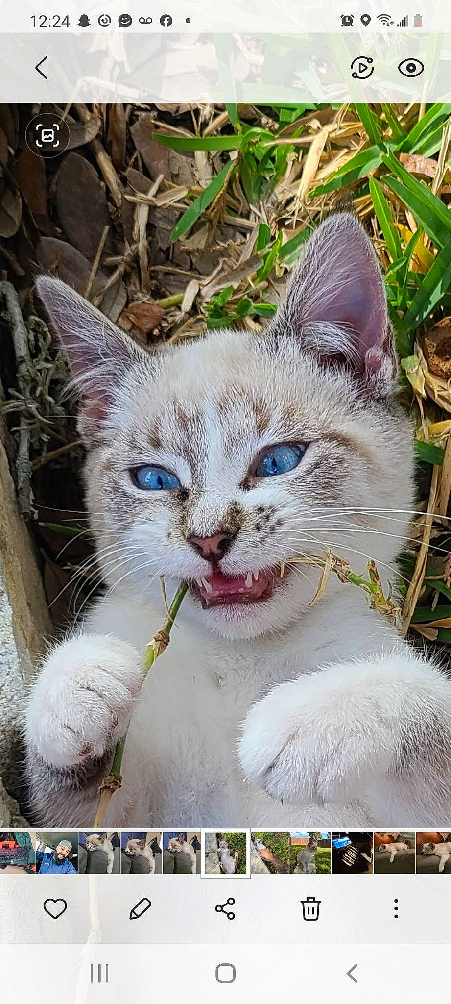 Kitty is registered to the contest to win money with this photo: art, carnivore, cat, collar, domestic_short_haired_cat, felidae, fur, grass, happy, organism, paint, pet_supply, photo_caption, plant, rectangle, small_to_medium_sized_cats, snout, terrestrial_animal, whiskers, wildlife