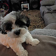 Oreo joined the competition — help win amazing prizes! dog, puppy, black_and_white, fluffy, shih_tzu, small_dog, portrait, sitting, lying_down, couch, living_room, television, speakers, recliner, rug, indoor, pet, fur, cute, relaxed