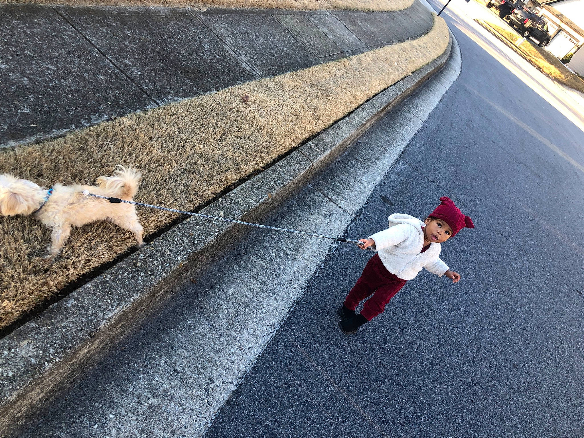 Eliana is registered to the contest to win money with this photo: asphalt, city, companion_dog, concrete, dog, headwear, infrastructure, leisure, line, pedestrian, person, recreation, road, road_surface, rolling, shadow, sidewalk, street, surprise, tail