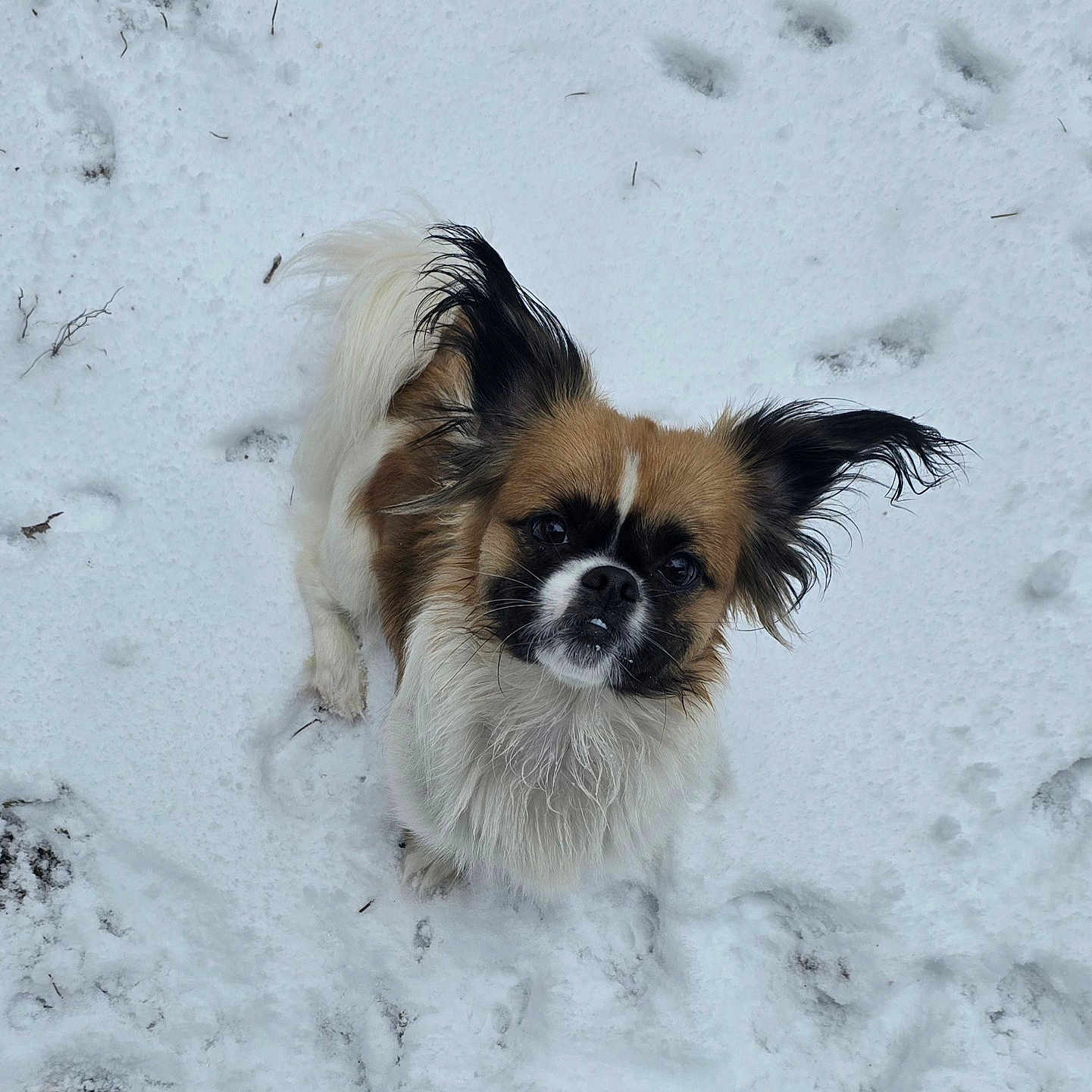 Khloe Chanel joined the competition — help win amazing prizes! adorable, animal, black, brown, canine, cold, cute, dog, ears, fluffy, fur, looking_up, nature, outdoor, paw_prints, pet, small_dog, snow, white, winter