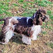 Rose is registered to the contest to win money with this photo: dog, outdoor, grass, sunlight, pet, animal, brown, white, fur, groomed, collar, leaf, nature, standing, side_view, mammal, canine, daytime, field, cute