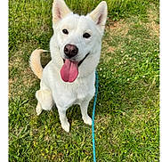 Elsa joined the competition — help win amazing prizes! dog, white_dog, tongue_out, happy, sitting, grass, outdoor, pet, canine, leash, ears, animal, friendly, nature, playful, summer, daylight, cute, fur, looking