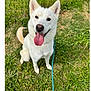 dog, white_dog, tongue_out, happy, sitting, grass, outdoor, pet, canine, leash, ears, animal, friendly, nature, playful, summer, daylight, cute, fur, looking