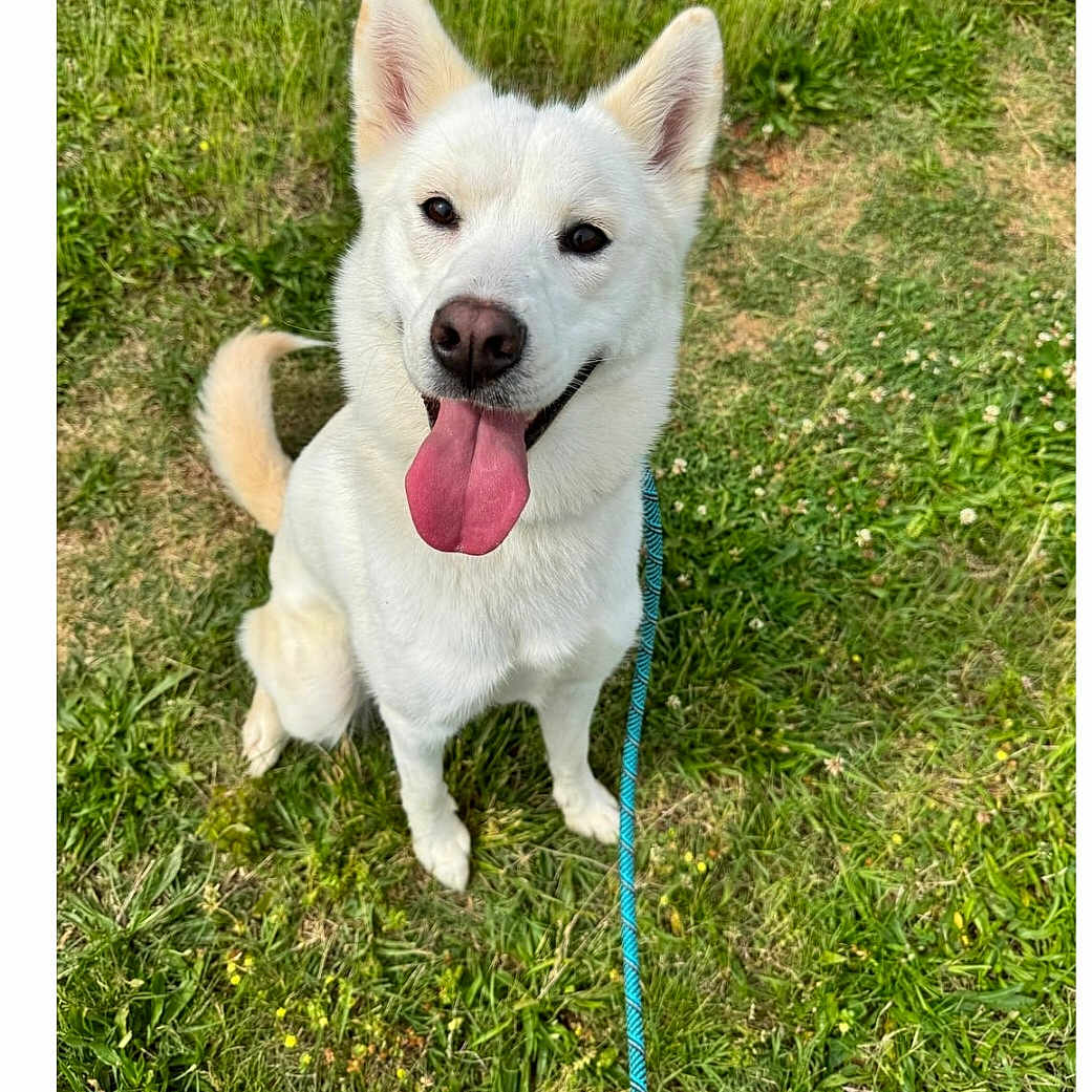 Elsa joined the competition — help win amazing prizes! animal, canine, cute, daylight, dog, ears, friendly, fur, grass, happy, leash, looking, nature, outdoor, pet, playful, sitting, summer, tongue_out, white_dog